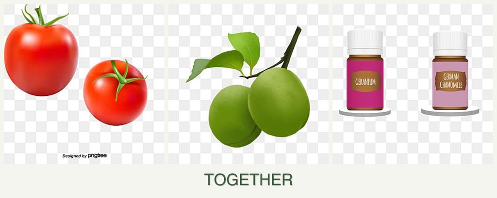 Can you plant tomatoes, plums and geraniums together?