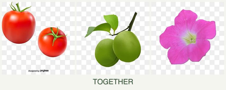 Can you plant tomatoes, plums and petunias together?