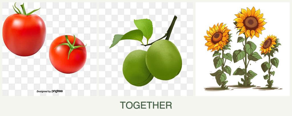 Can you plant tomatoes, plums and sunflowers together?