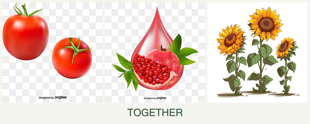Can you plant tomatoes, pomegranates and sunflowers together?