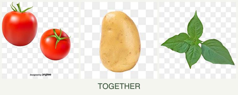 Can you plant tomatoes, potatoes and basil together?