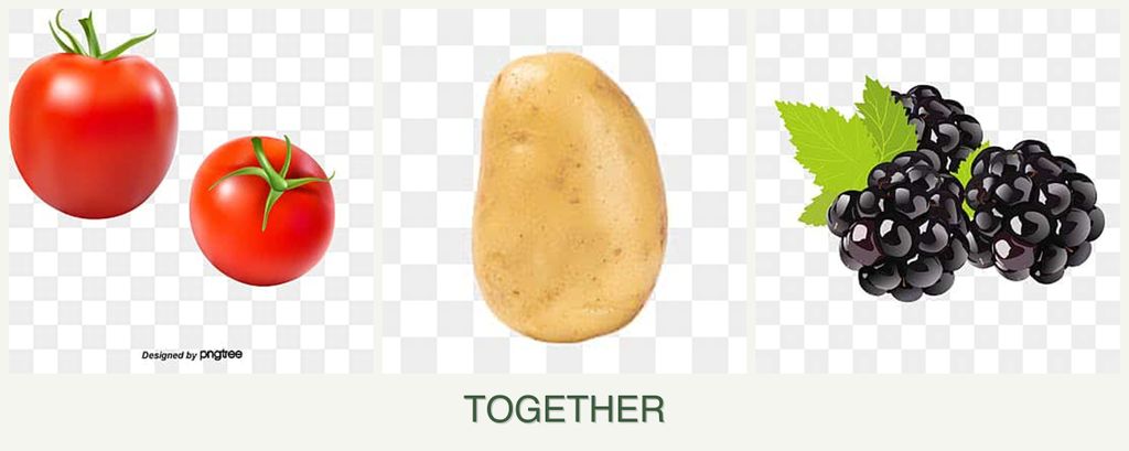 Can you plant tomatoes, potatoes and blackberries together?