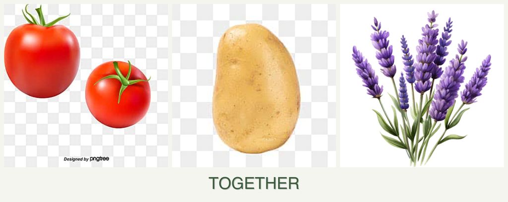 Can you plant tomatoes, potatoes and lavender together?