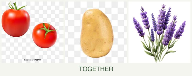 Can you plant tomatoes, potatoes and lavender together?