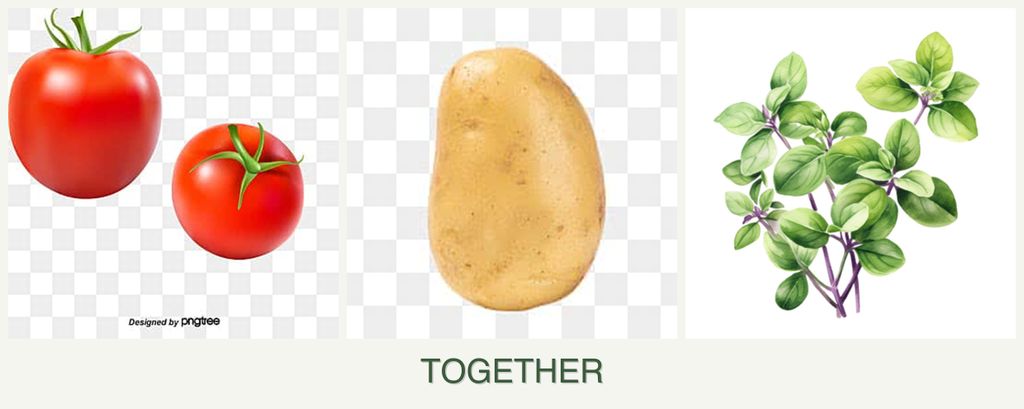 Can you plant tomatoes, potatoes and oregano together?