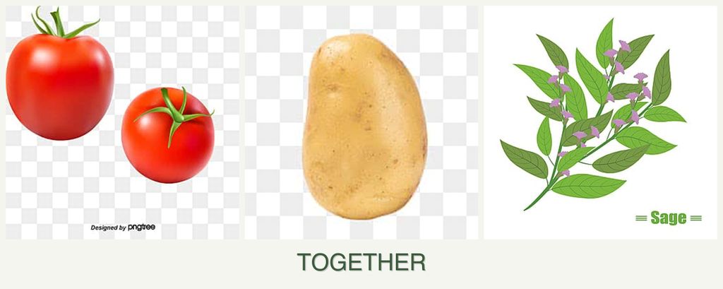 Can you plant tomatoes, potatoes and sage together?