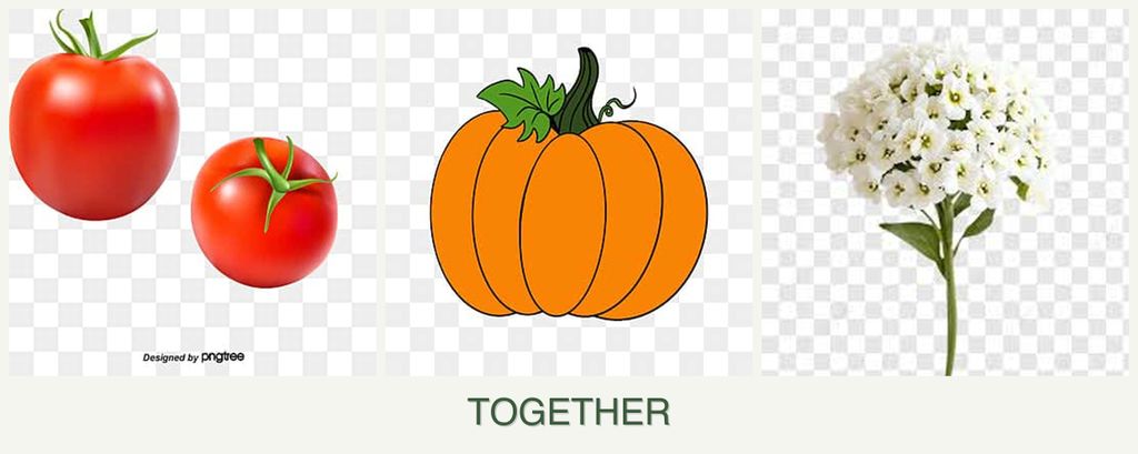 Can you plant tomatoes, pumpkin and alyssum together?