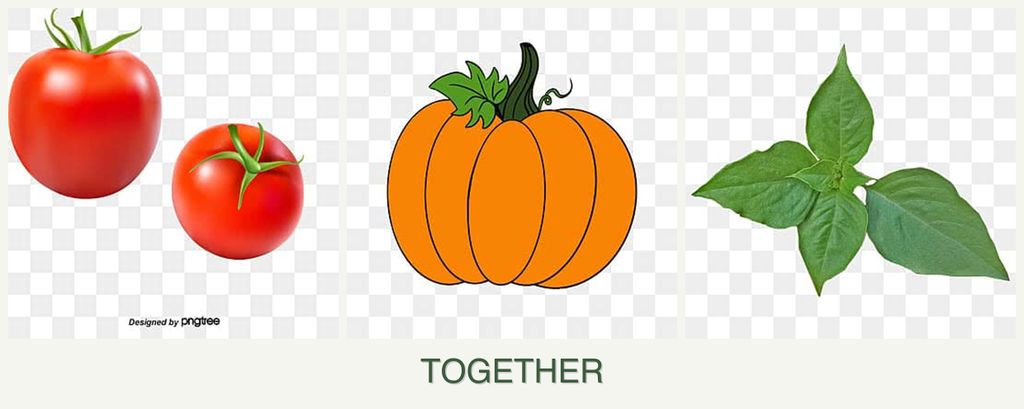 Can you plant tomatoes, pumpkin and basil together?