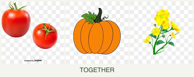 Can you plant tomatoes, pumpkin and calendula together?