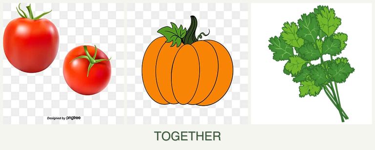 Can you plant tomatoes, pumpkin and cilantro together?