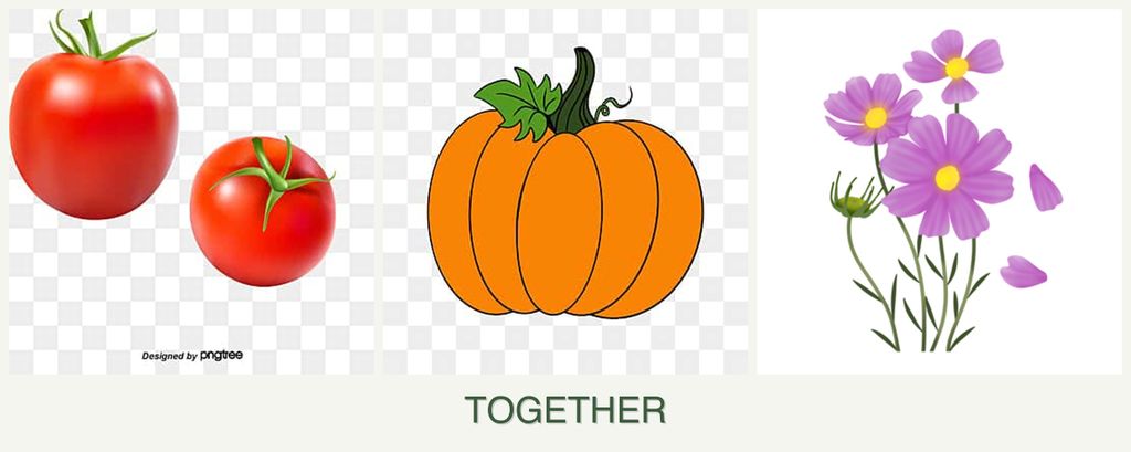 Can you plant tomatoes, pumpkin and cosmos together?
