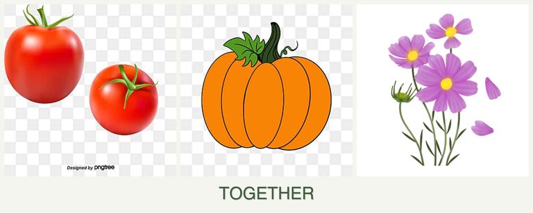 Can you plant tomatoes, pumpkin and cosmos together?