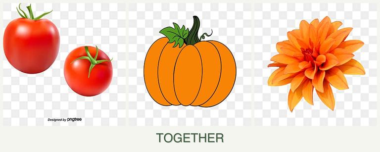 Can you plant tomatoes, pumpkin and dahlias together?