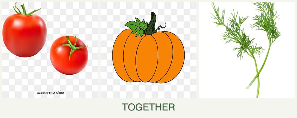 Can you plant tomatoes, pumpkin and dill together?