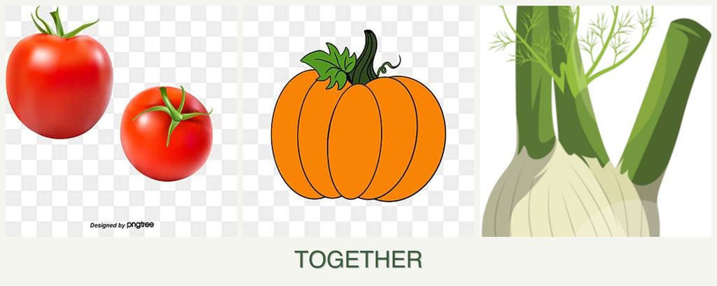 Can you plant tomatoes, pumpkin and fennel together?