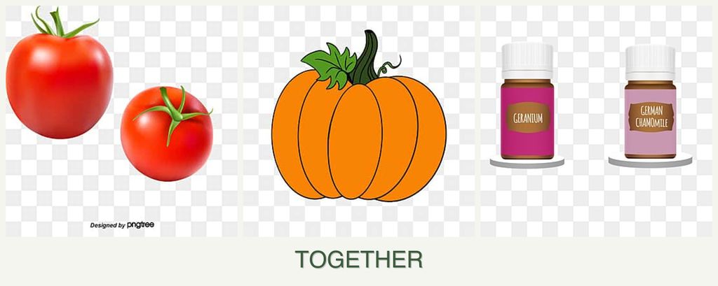 Can you plant tomatoes, pumpkin and geraniums together?