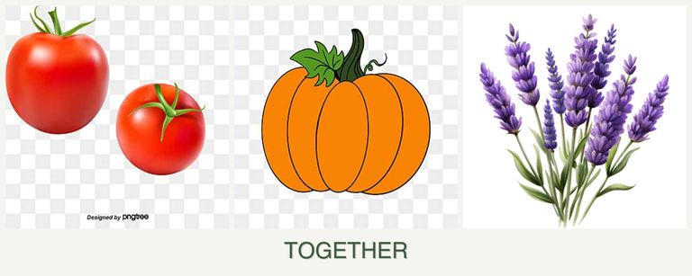 Can you plant tomatoes, pumpkin and lavender together?