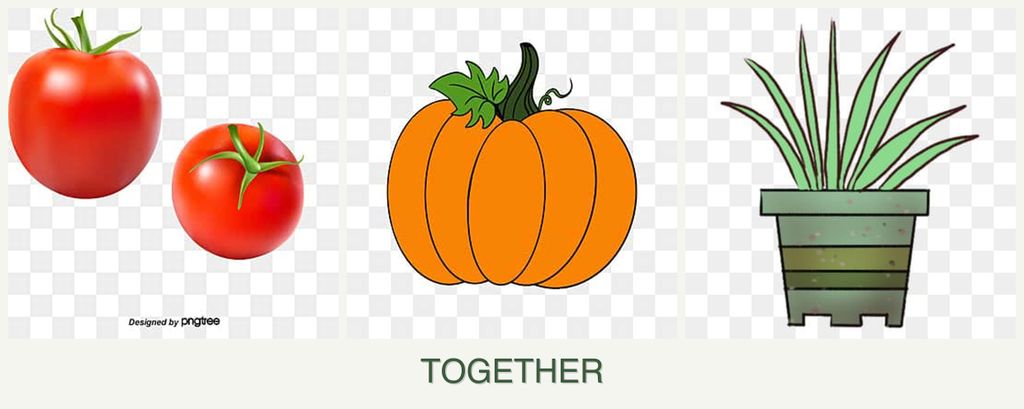 Can you plant tomatoes, pumpkin and lemongrass together?