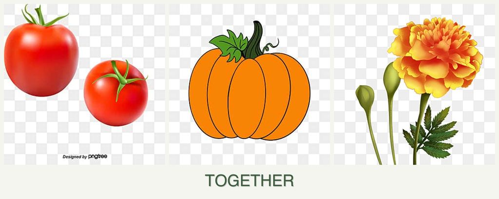Can you plant tomatoes, pumpkin and marigolds together?