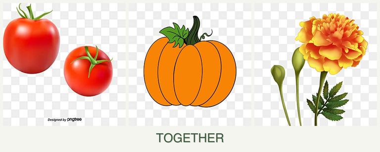 Can you plant tomatoes, pumpkin and marigolds together?