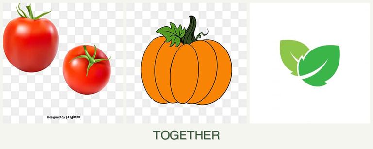 Can you plant tomatoes, pumpkin and mint together?