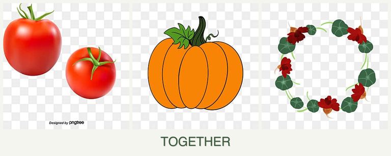 Can you plant tomatoes, pumpkin and nasturtiums together?