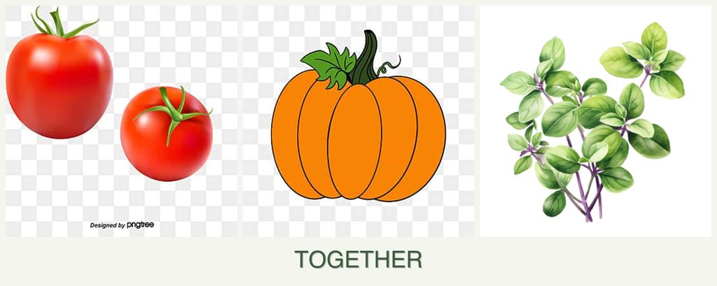 Can you plant tomatoes, pumpkin and oregano together?