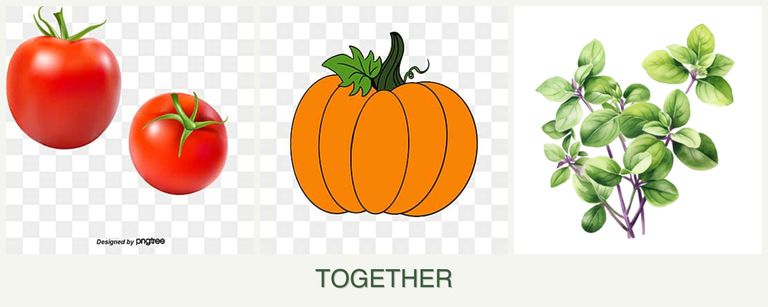 Can you plant tomatoes, pumpkin and oregano together?