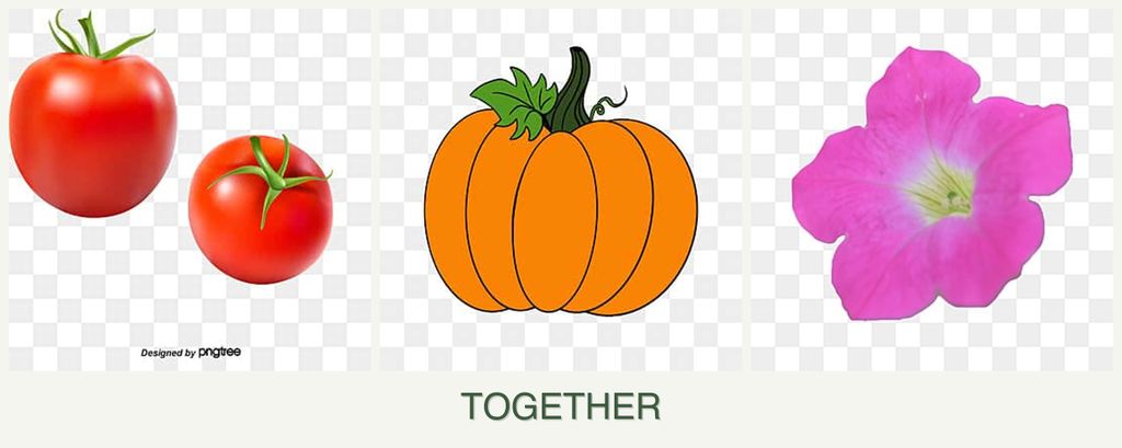 Can you plant tomatoes, pumpkin and petunias together?