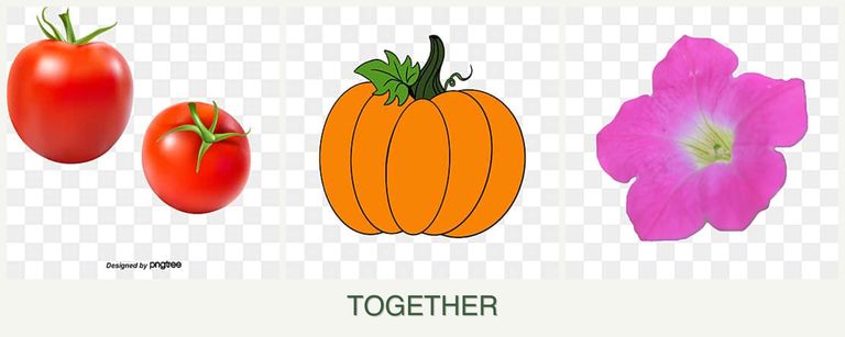 Can you plant tomatoes, pumpkin and petunias together?