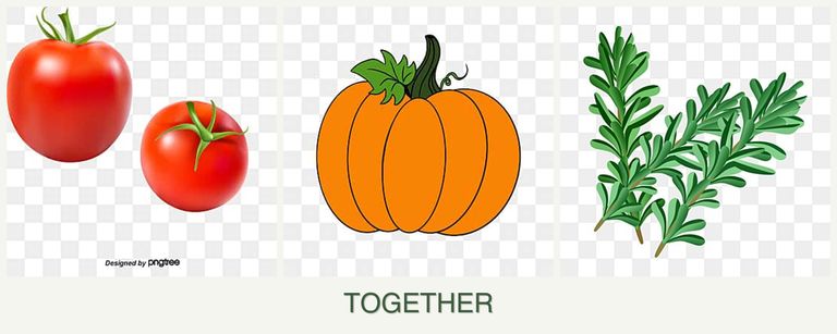 Can you plant tomatoes, pumpkin and rosemary together?