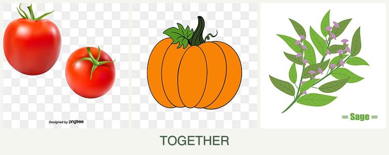 Can you plant tomatoes, pumpkin and sage together?