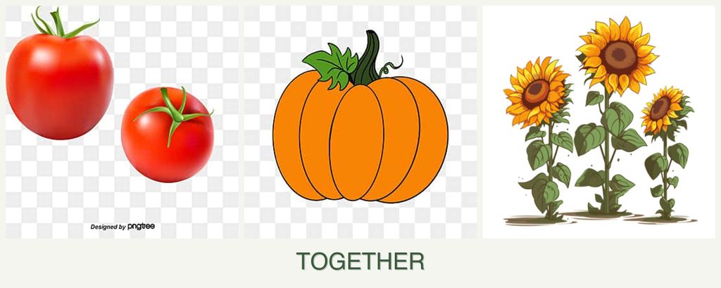 Can you plant tomatoes, pumpkin and sunflowers together?
