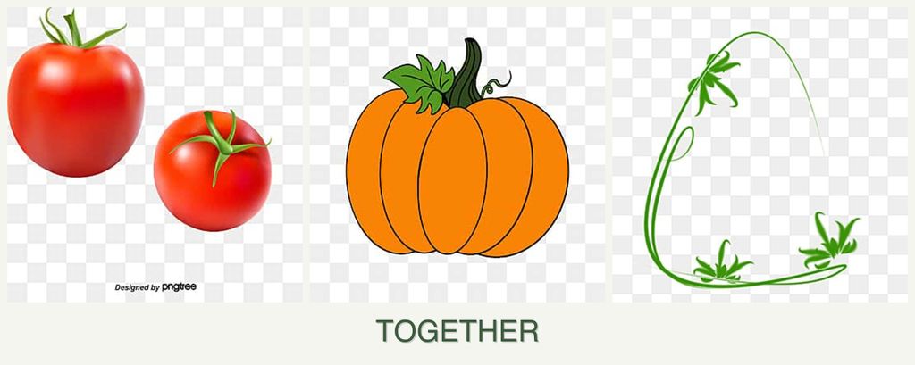 Can you plant tomatoes, pumpkin and tarragon together?