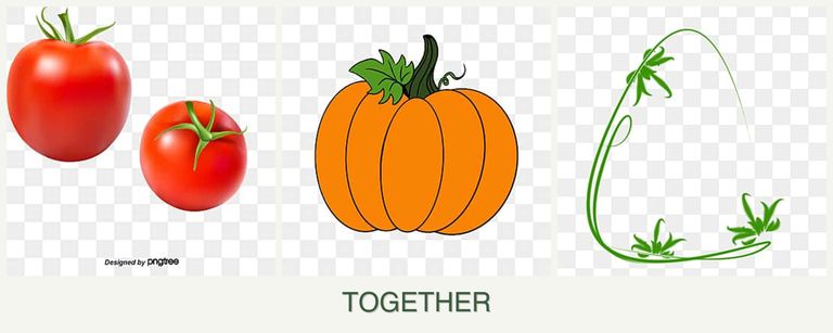 Can you plant tomatoes, pumpkin and tarragon together?