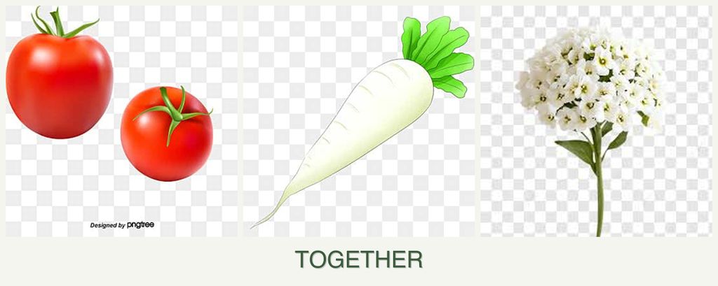 Can you plant tomatoes, radishes and alyssum together?