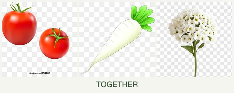 Can you plant tomatoes, radishes and alyssum together?