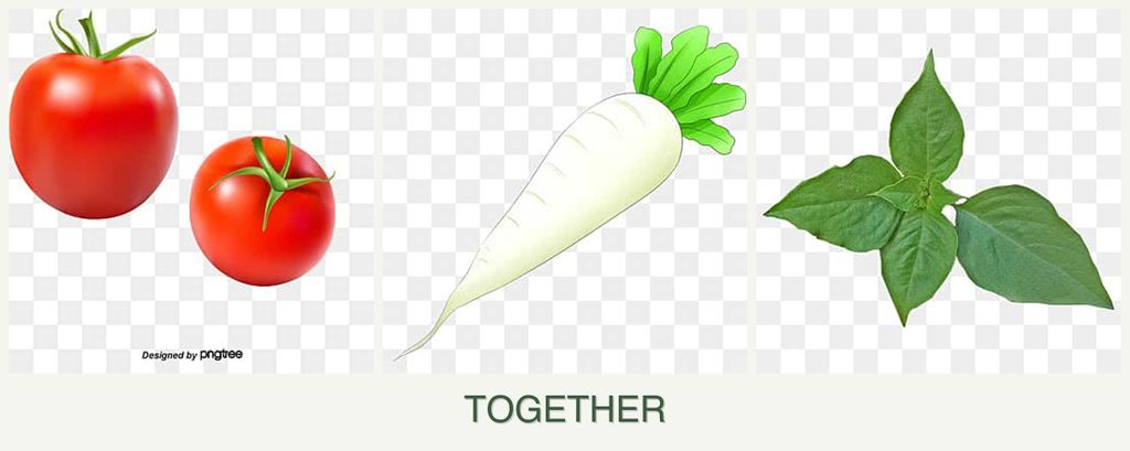Can you plant tomatoes, radishes and basil together?