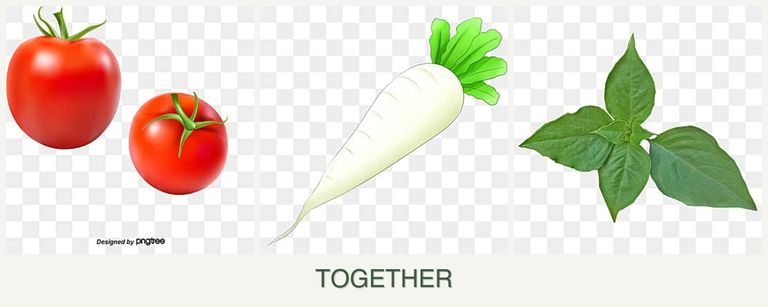 Can you plant tomatoes, radishes and basil together?
