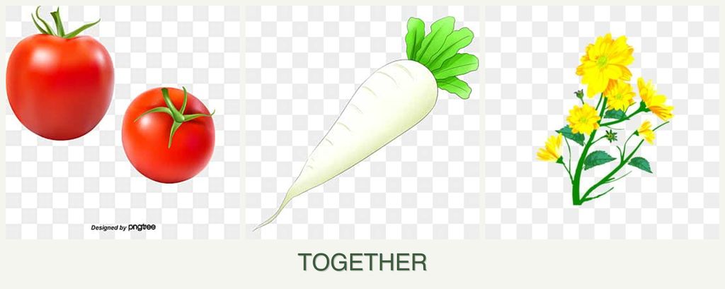 Can you plant tomatoes, radishes and calendula together?