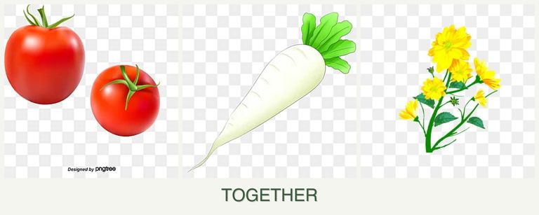 Can you plant tomatoes, radishes and calendula together?
