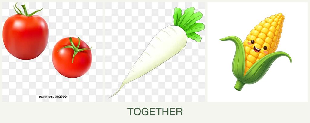 Can you plant tomatoes, radishes and corn together?