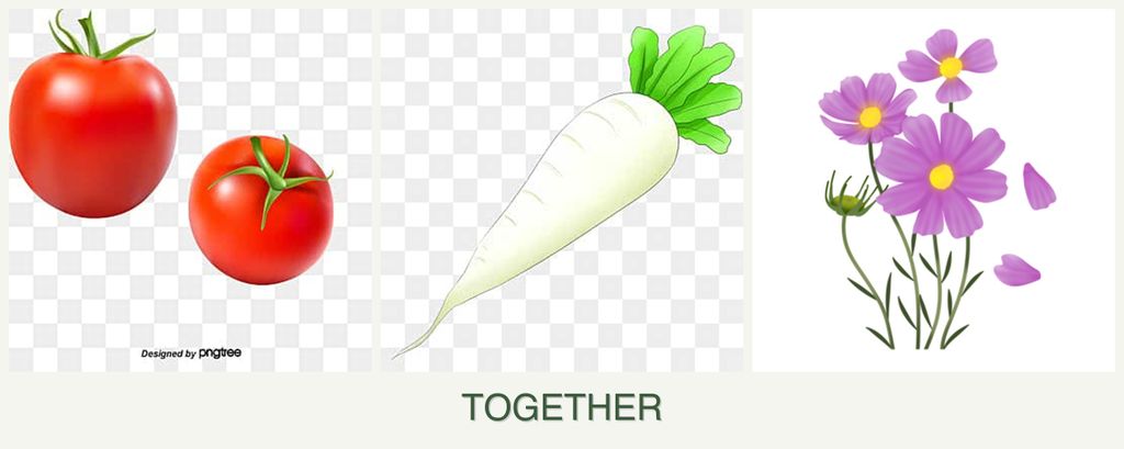 Can you plant tomatoes, radishes and cosmos together?