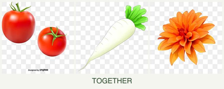 Can you plant tomatoes, radishes and dahlias together?