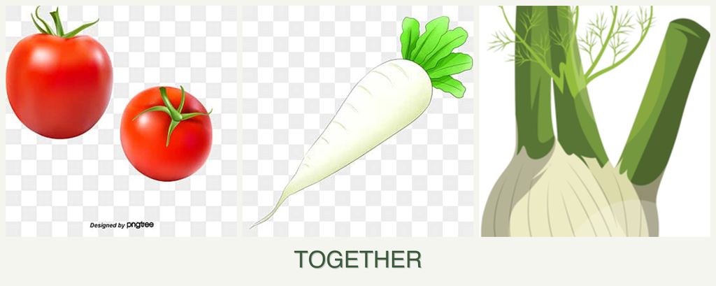 Can you plant tomatoes, radishes and fennel together?