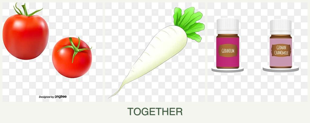 Can you plant tomatoes, radishes and geraniums together?