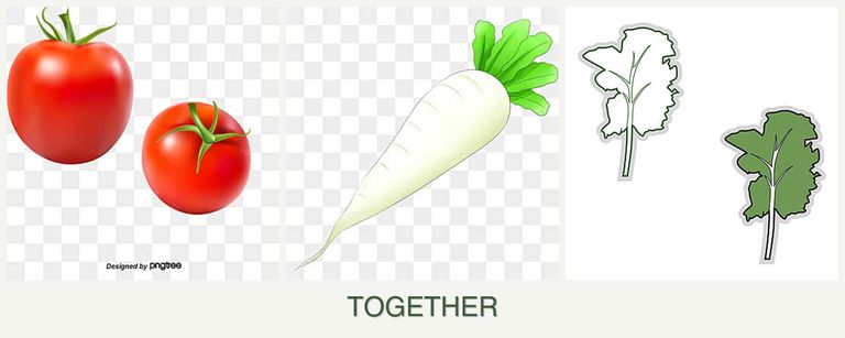 Can you plant tomatoes, radishes and kale together?