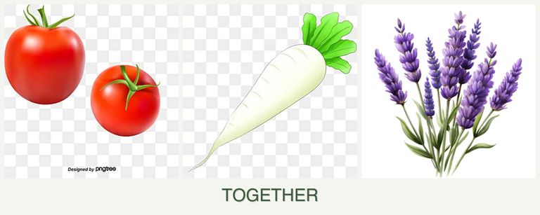 Can you plant tomatoes, radishes and lavender together?