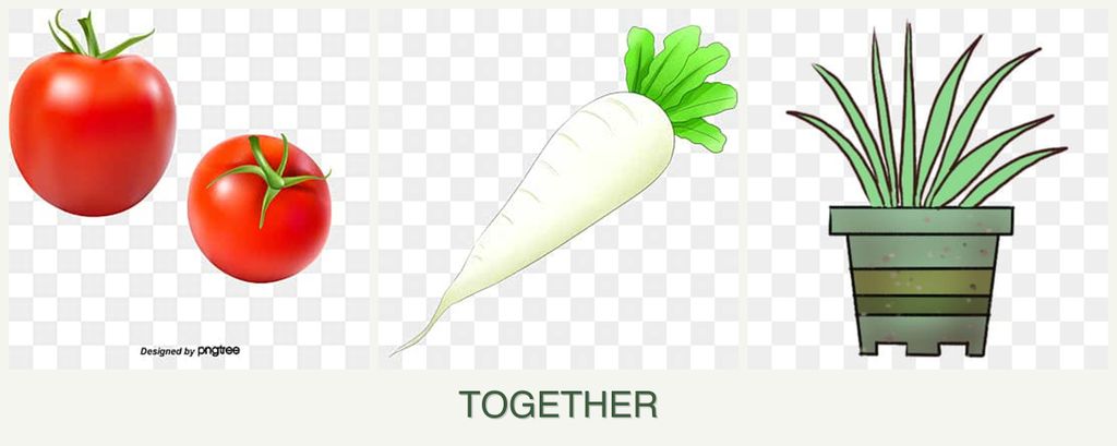 Can you plant tomatoes, radishes and lemongrass together?