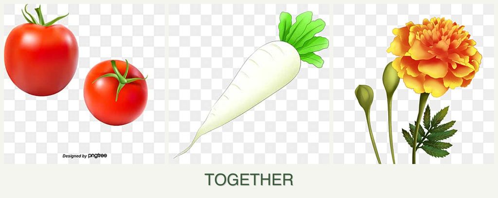 Can you plant tomatoes, radishes and marigolds together?